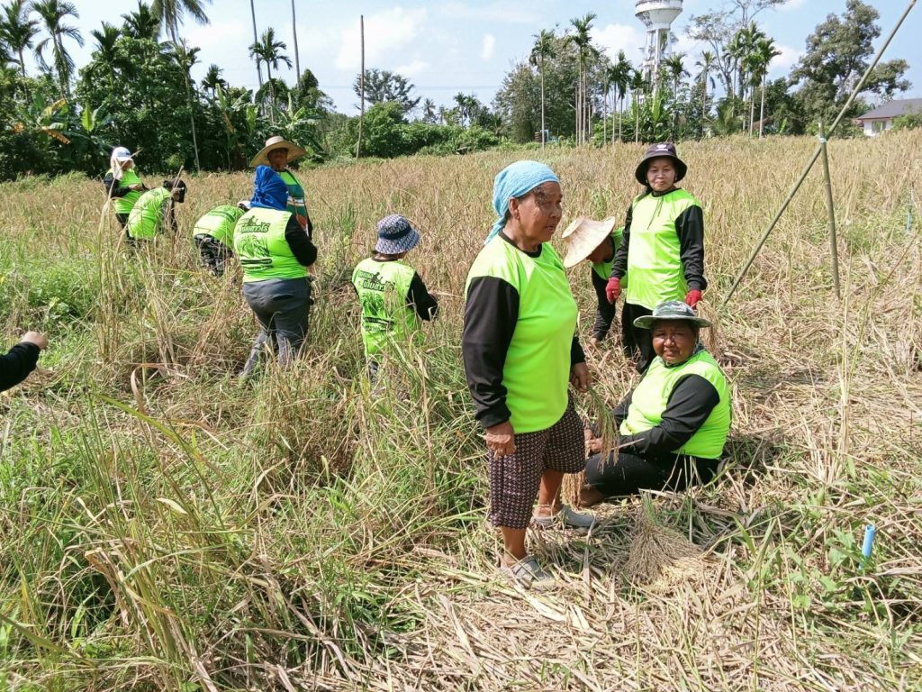 IMG_9188-1024x768 เกษตรอำเภอกาญจนดิษฐ์ จัดกิจกรรมสืบสานประเพณีการเกี่ยวข้าว ซอแรง เก็บข้าวไร พร้อมทำบันทึกข้อตกลงซื้อขายข้าว